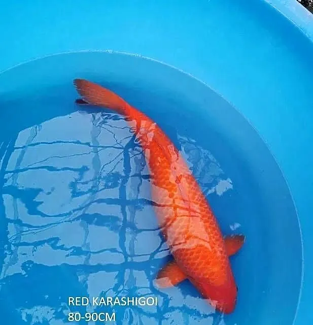 oryginalne karpie koi import Japonia transport gratis, Mazowieckie, Warszawa