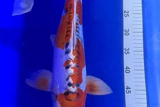 oryginalne karpie koi import Japonia transport gratis, Mazowieckie, Warszawa