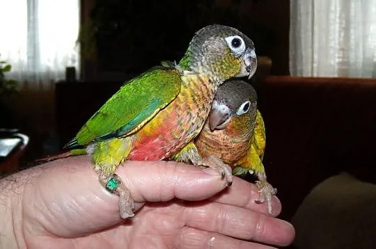 Papugi oswojone
