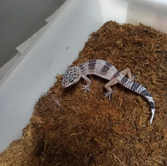 Gekon Lamparci - Jaszczurka dla początkujących agama zbożówka, , Błonie
