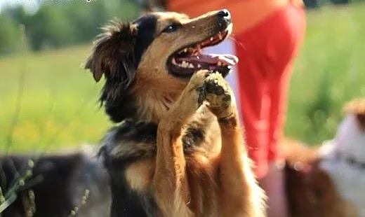Lepsza wersja bordera - NUSIA, wielkopolskie Pozn