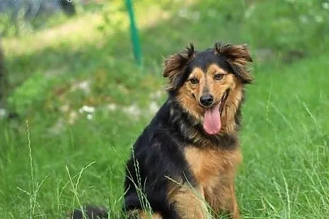 Lepsza wersja bordera - NUSIA,  wielkopolskie Pozn
