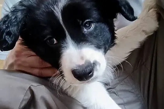 Border collie pies