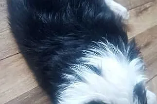 Border collie pies, Wielkopolskie, Stankowo