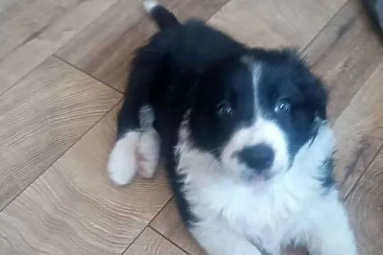 Border collie pies, Wielkopolskie, Stankowo