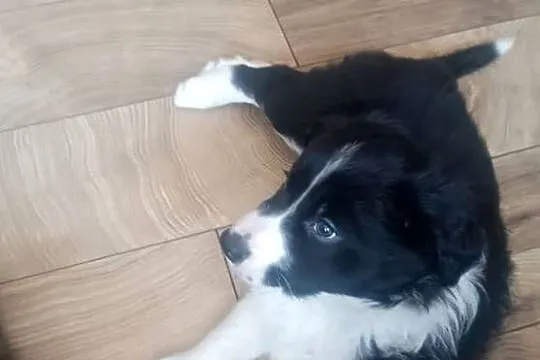 Border collie pies, Wielkopolskie, Stankowo
