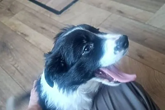 Border collie pies, Wielkopolskie, Stankowo