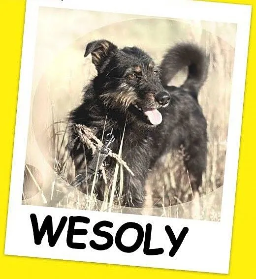 Terier mix, aktywny,przyjacielski,łagodny psiak WE