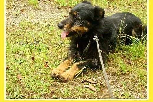 Terier mix, aktywny,przyjacielski,łagodny psiak WE