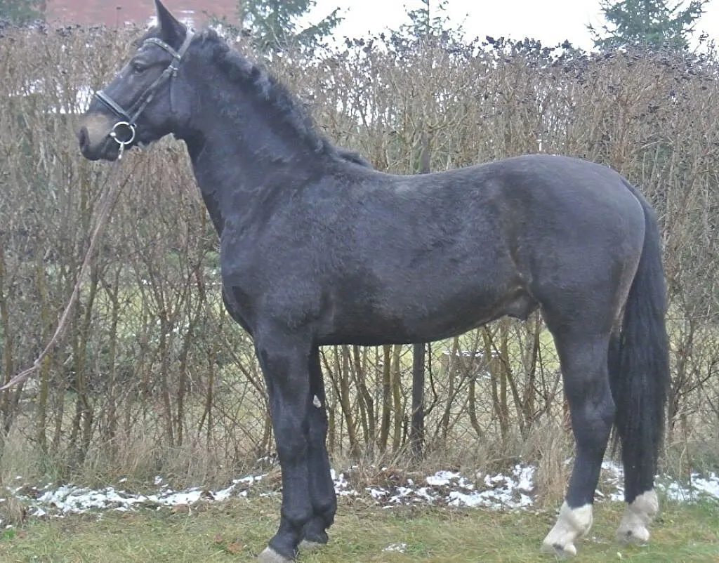 ***Młody ogier śląski***, ,