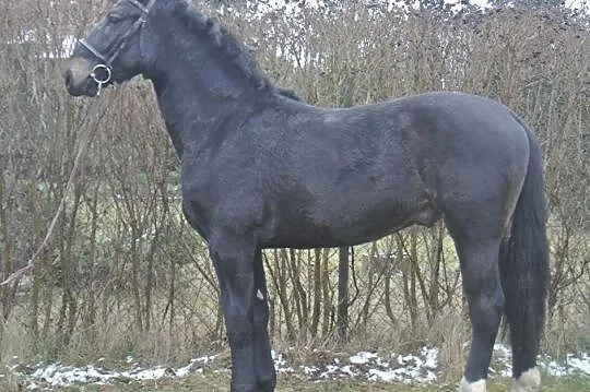 ***Młody ogier śląski***, , 