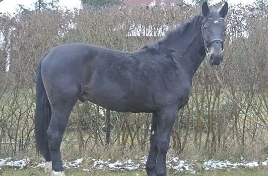 ***Młody ogier śląski***, , 