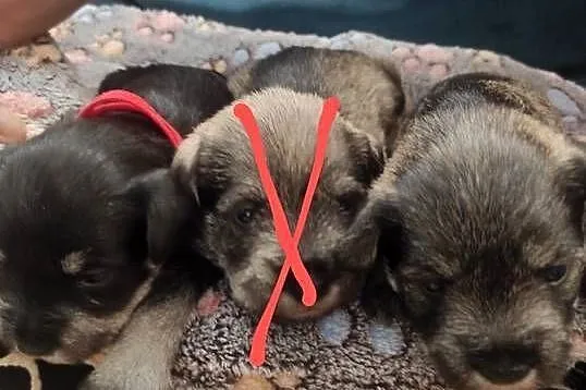 Sprzedam rodowodowe szczenięta sznaucer miniaturowy -pieprz i sól, Kujawsko-pomorskie, Łażyn
