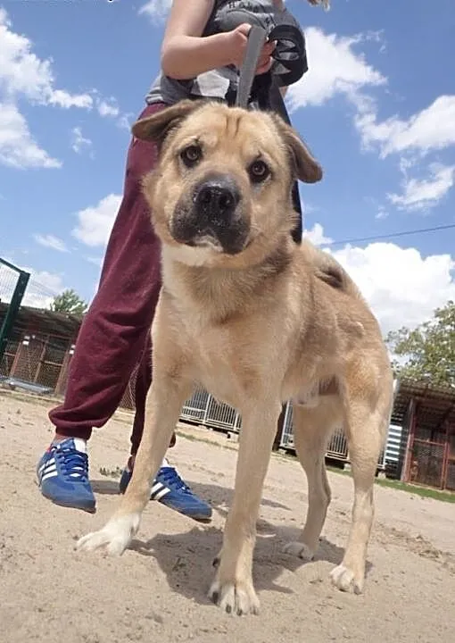 Dunaj szuka domu, Shar pei cała Polska