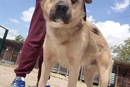Dunaj szuka domu, Shar pei cała Polska