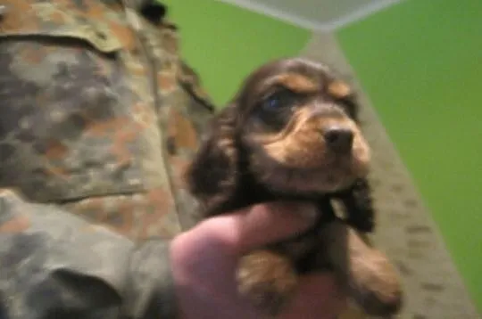 Cocker Spaniel czekoladowy piesek