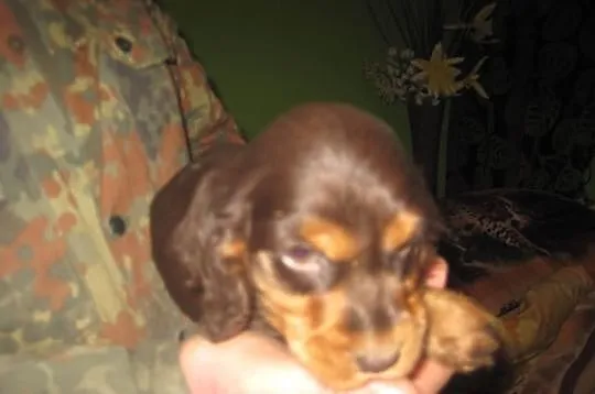 Cocker Spaniel czekoladowy piesek