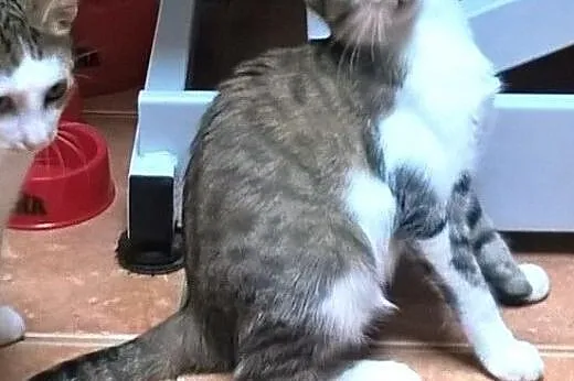 Frania, Pipi i Poziomka szukają kochających domów,