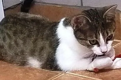 Frania, Pipi i Poziomka szukają kochających domów,
