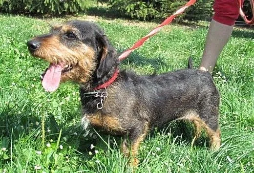 Kaja - jamniczka szorstkowosa do adopcji, śląskie