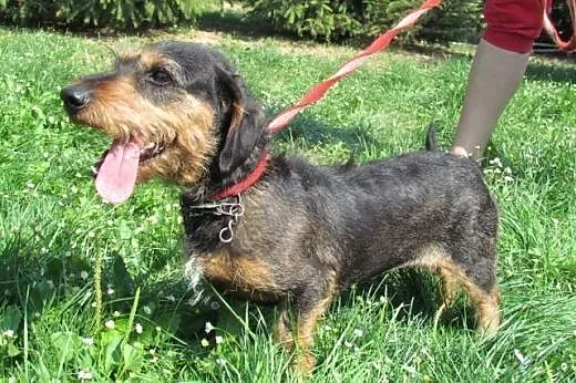 Kaja - jamniczka szorstkowosa do adopcji,  śląskie
