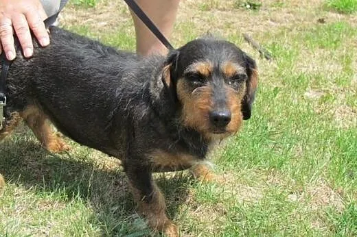 Kaja - jamniczka szorstkowosa do adopcji,  śląskie