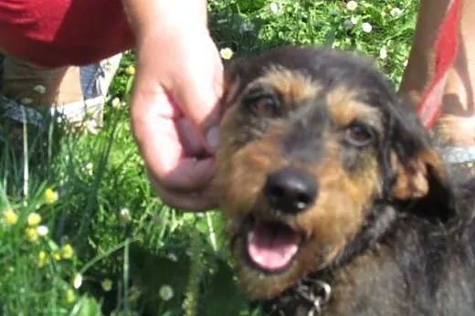 Kaja - jamniczka szorstkowosa do adopcji,  śląskie