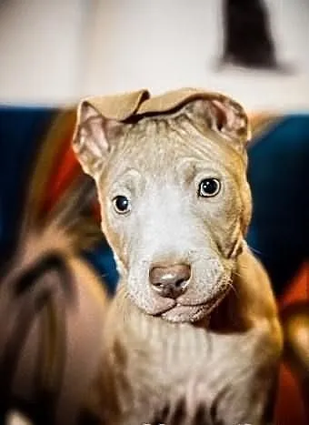 Trouble szczeniak w typie pitbulla szuka domu