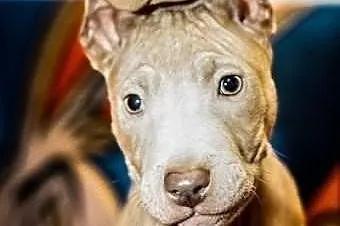 Trouble szczeniak w typie pitbulla szuka domu