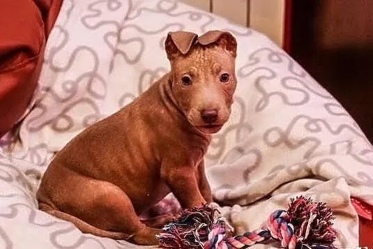 Trouble szczeniak w typie pitbulla szuka domu