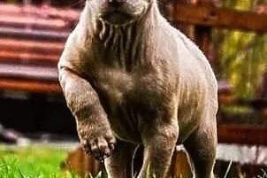 Trouble szczeniak w typie pitbulla szuka domu