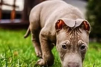 Trouble szczeniak w typie pitbulla szuka domu