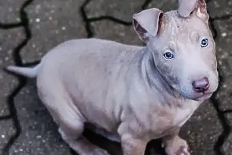 Trouble szczeniak w typie pitbulla szuka domu