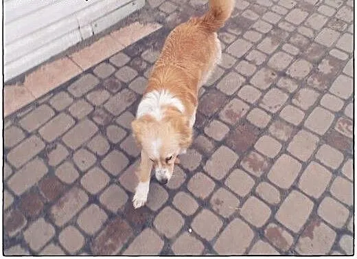 BINGO cudo nad cudami do adopcji!, łódzkie Tomasz