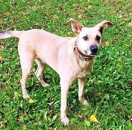 ZUZIA - kochana sunia, porzucona na działkach do adopcji, mazowieckie Warszawa, Mazowieckie, Warszawa