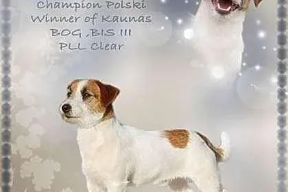 Jack Russell Terrier - Reproduktor , Champion , im