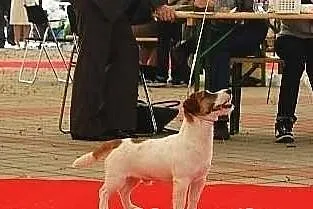 Jack Russell Terrier - Reproduktor , Champion , im