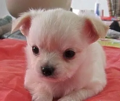 Mini chihuahua