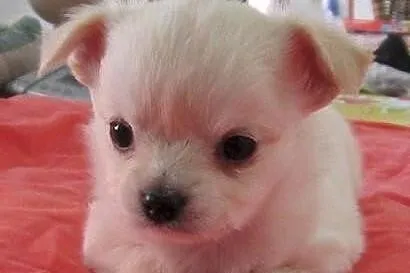Mini chihuahua