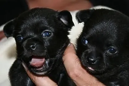 Mini chihuahua