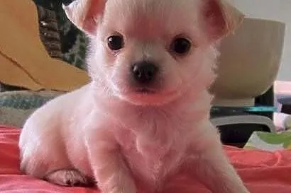 Mini chihuahua