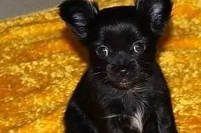 Mini chihuahua