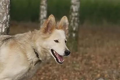 GAJA nie wierzycie? Tak, takie psy też są w schroniskach!