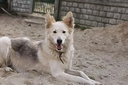 GAJA nie wierzycie? Tak, takie psy też są w schron