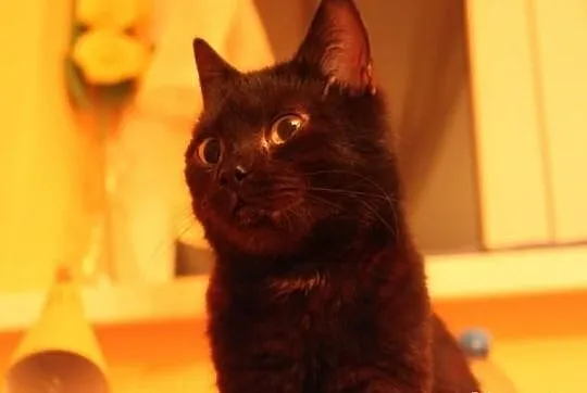 Kotka Rukia szuka domu! Agapeanimali