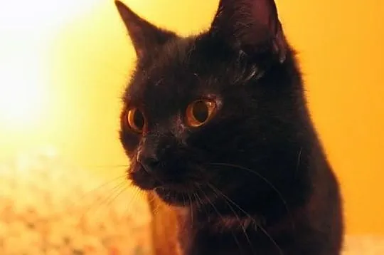 Kotka Rukia szuka domu! Agapeanimali