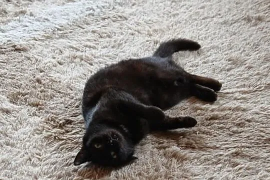 Kotka Rukia szuka domu! Agapeanimali