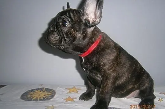 Buldog,Buldogi Francuskie SUCZKA FCI