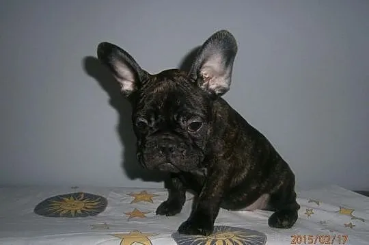 Buldog,Buldogi Francuskie SUCZKA FCI