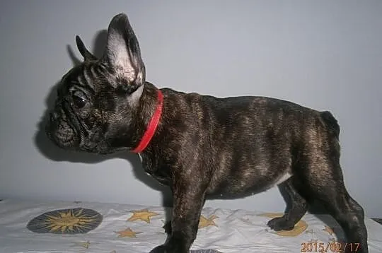 Buldog,Buldogi Francuskie SUCZKA FCI